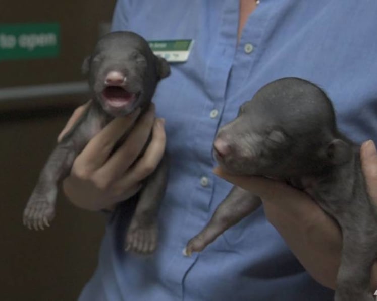 Playing mother to sloth bear cubs: Regular feeds, interrupted sleep and unexpected rewards