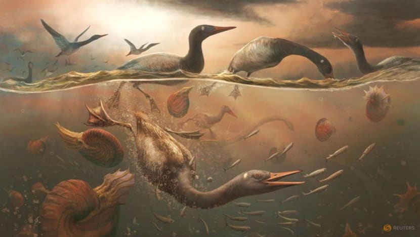 Loon-like waterfowl from dinosaur-era Antarctica is oldest 'modern' bird