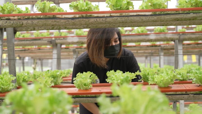 CNA Green Plan Challenge series to debut on Apr 4, promote sustainable living CNA Green Plan Challenge series to debut on Apr 4, promote sustainable living