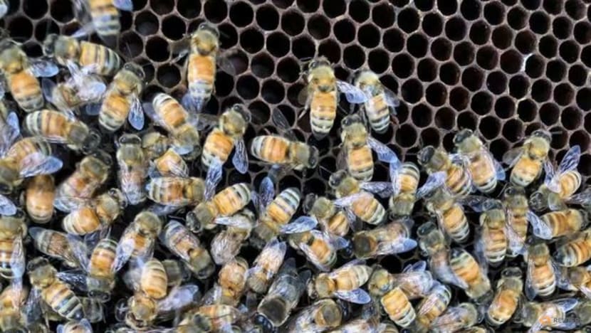 Worker bees build a 'royal palace' for the honeybee queen