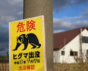 Bear goes on rampage in Japan, injuring four people