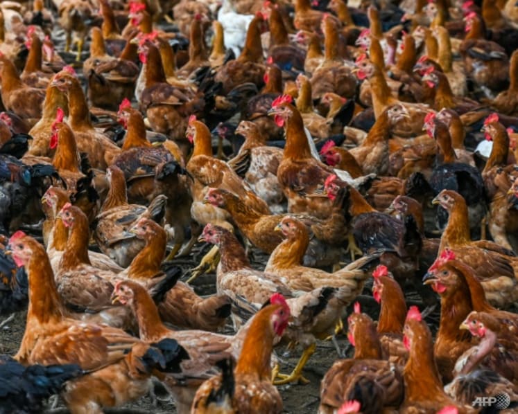 Singapore prefers farming 'resource-efficient' food items over poultry due to constraints: Grace Fu