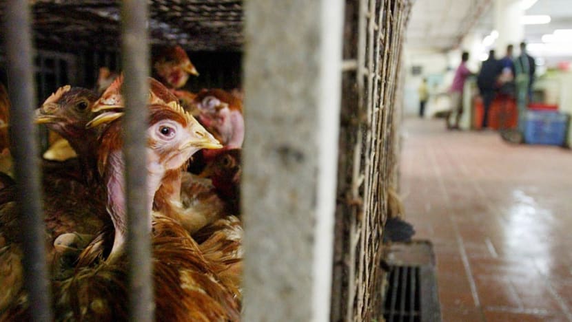 Some farms in Malaysia may resume exporting chicken from October, says chairman of task force against inflation Some farms in Malaysia may resume exporting chicken from October, says chairman of task force against inflation