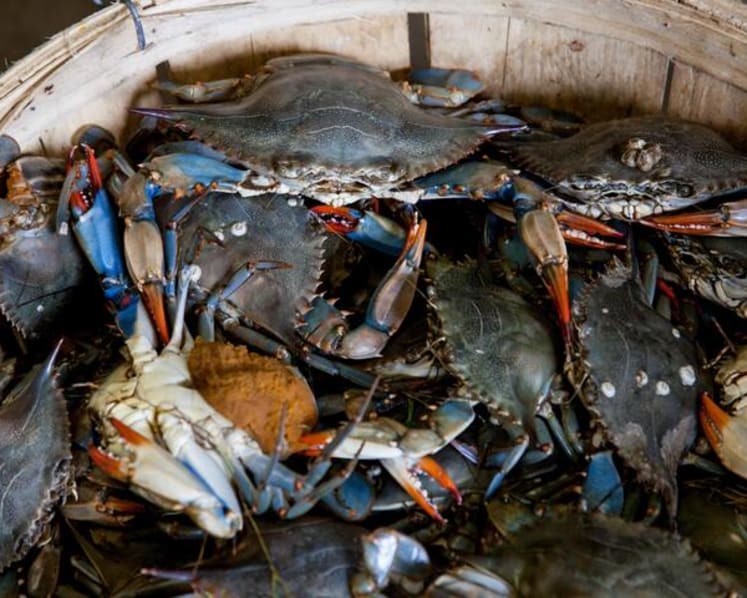 Man jailed 1 week, fined for stealing 11 live crabs from House of Seafood restaurant in Punggol