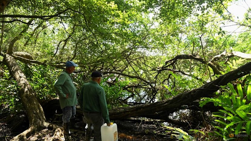 Cuban scientists race against time to save fish as old as the dinosaurs