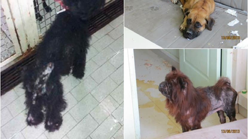 Jail, fine for woman who left ‘guard dogs’ in dire straits