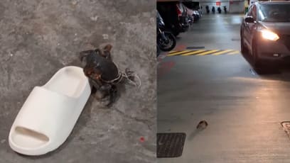 Crabs Seen Crawling Around Jurong West Carpark, One Was Holding A Slipper
