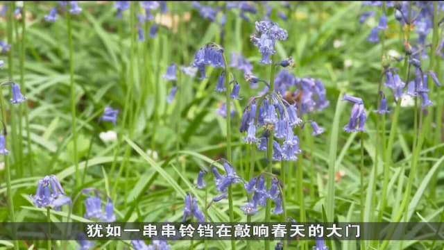 比利时森林蓝铃花盛放 吸引不少访客慕名前来