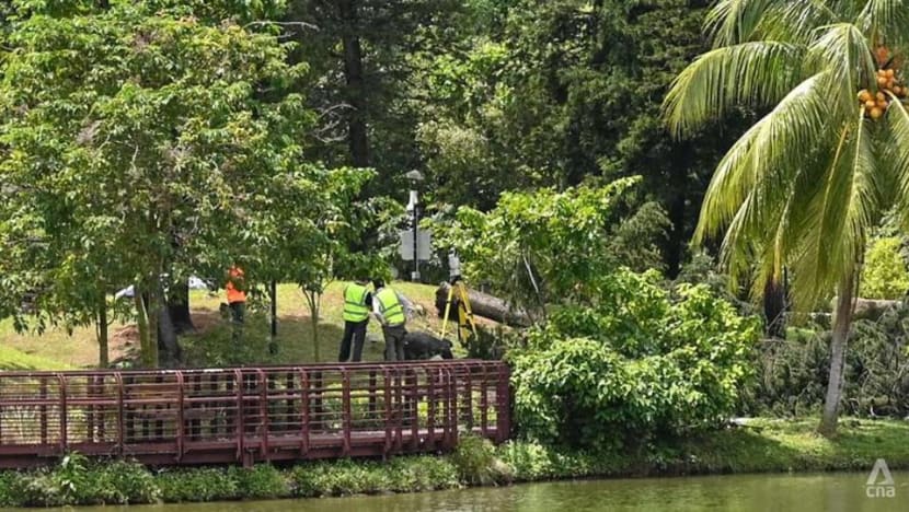 Tree that fell in Marsiling Park and killed jogger was infested with termites in rare case, court hears Tree that fell in Marsiling Park and killed jogger was infested with termites in rare case, court hears