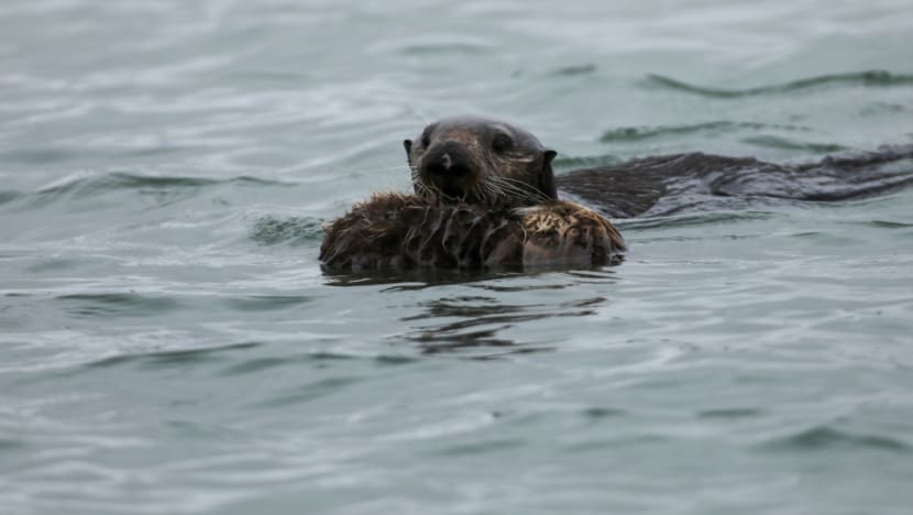 நீர்நாய்களுக்குக் கருத்தடை?