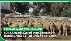 LIPUTAN WARTAWAN (14 Mei) | 60% kambing, lembu sudah ditempah untuk korban luar negara SalamSG