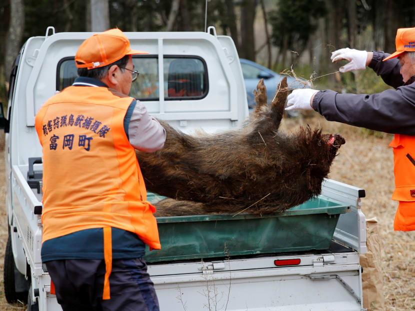 Gallery: Six years after Fukushima disaster, a new danger looms: Radioactive boars