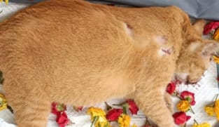 Commentary: What drives seemingly ‘ordinary’ people to abuse animals?