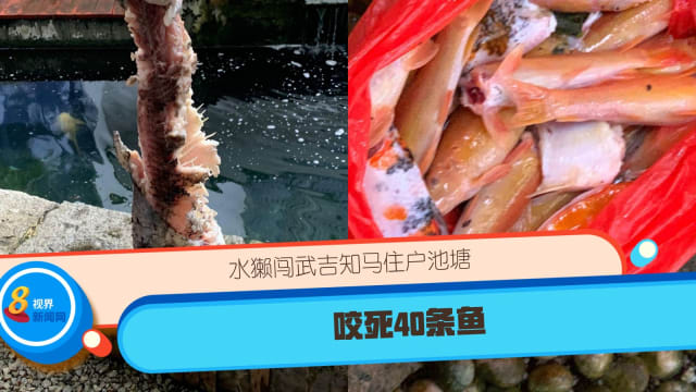 水獭闯武吉知马住户池塘 咬死40条鱼 