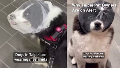 Taiwan Dog Owners Are Putting Mesh Masks Over Their Pets To Prevent Them From Eating Rat Poison Amid Hantavirus Concerns