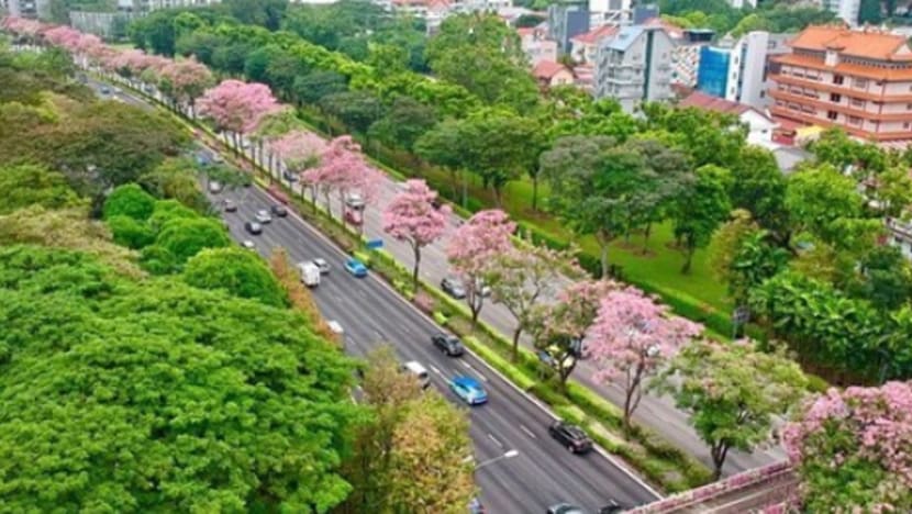 Gambar Pilihan Hari Ini