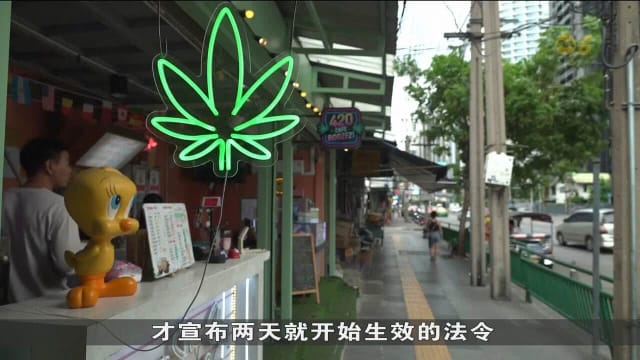  泰国政府将重新管制大麻