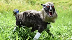 Related article image