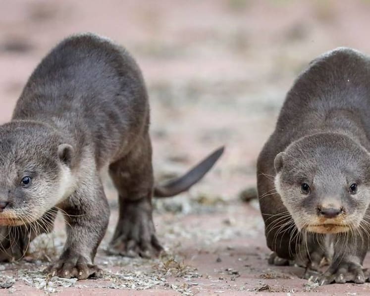 Commentary: Cute otters and pangolins get saved but are ugly animals a lost conservation cause?