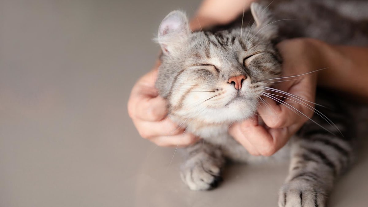Approved fosterers may keep up to 6 cats in HDB flats, 10 in private homes under new pilot scheme