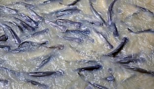 Ribuan ikan Cisadane mati diduga keracunan, amankah untuk dimakan?