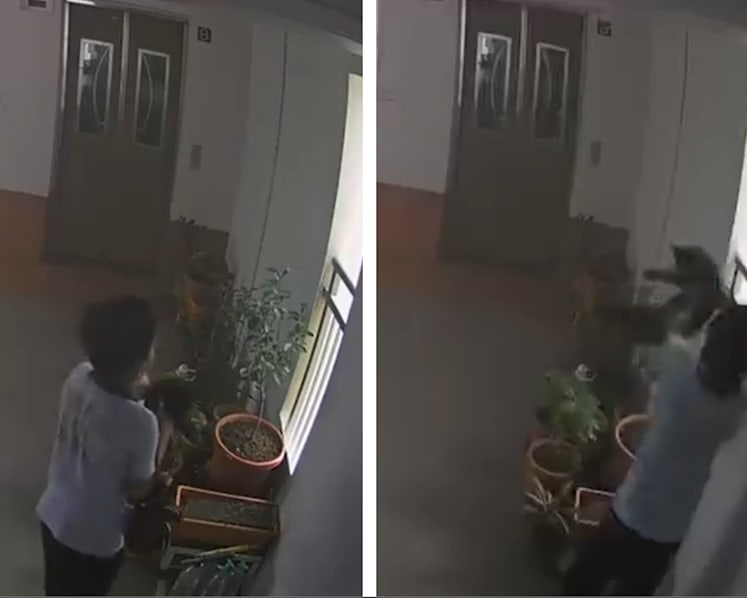 Police report lodged over boy allegedly throwing cat off 22nd floor of HDB block; incident caught on video