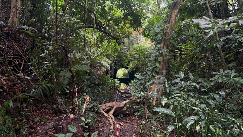 Nature groups call for stronger environmental safeguards over Sunset Way, Gillman Barracks housing plans Nature groups call for stronger environmental safeguards over Sunset Way, Gillman Barracks housing plans