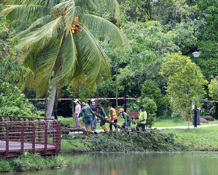 No external signs of termite infestation in tree that pinned jogger in Marsiling Park, killing her: Coroner