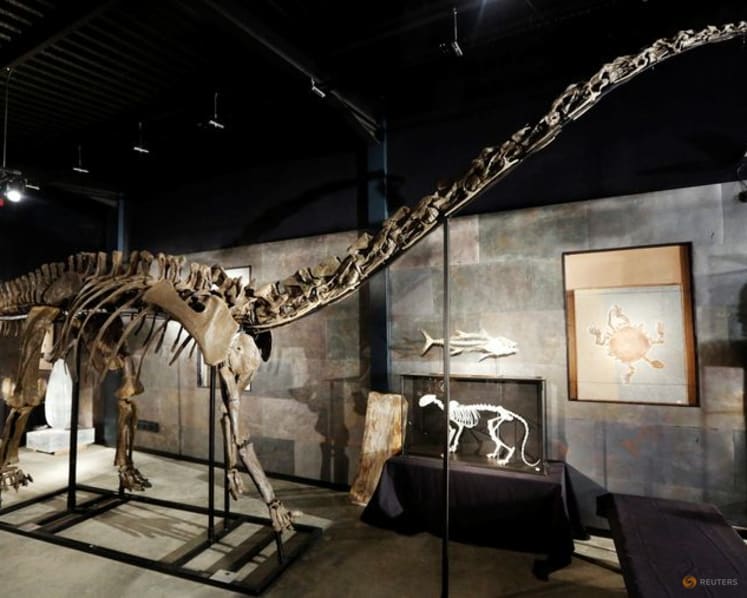 Spanish scientists find first evidence of Diplodocus dinosaur in Europe