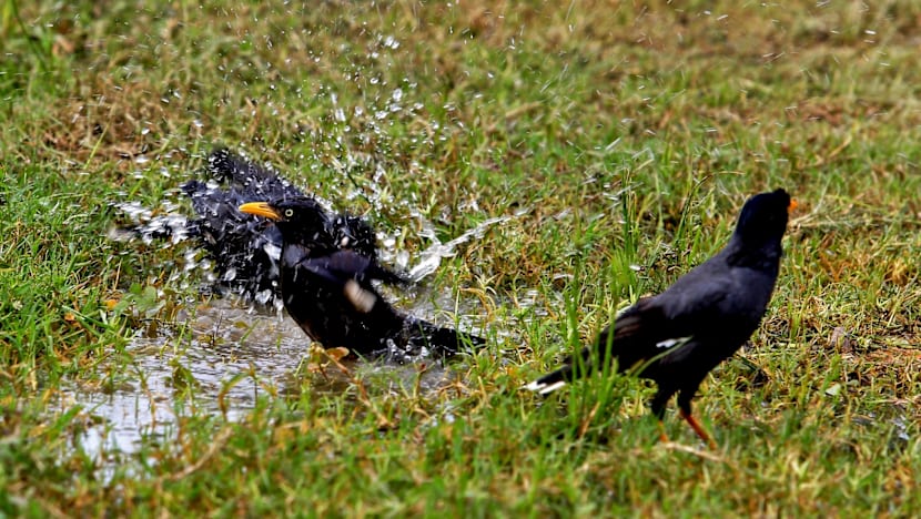 Creative conservation may help globally threatened species: Study