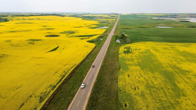 中国宣布对从加拿大进口油菜籽实施临时反倾销措施