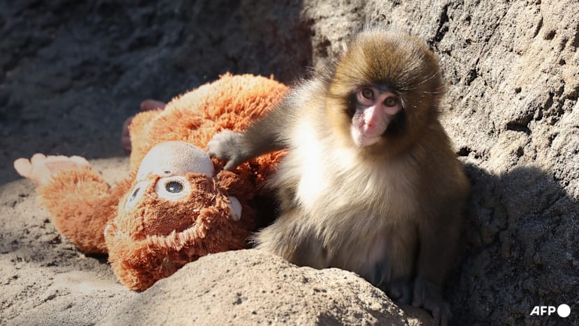 Rights group slams treatment of viral Japanese monkey