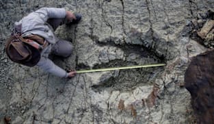 New AI method helps identify which dinosaur made which footprints