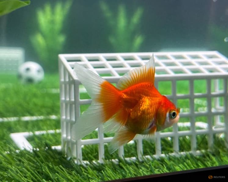 Goldfish Swimbappe's World Cup predictions make a splash in Toronto