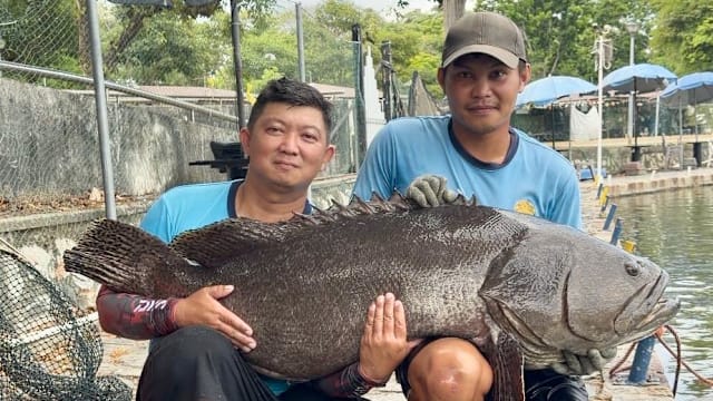 钓鱼也能做慈善！46.5公斤龙趸鱼等你来挑战