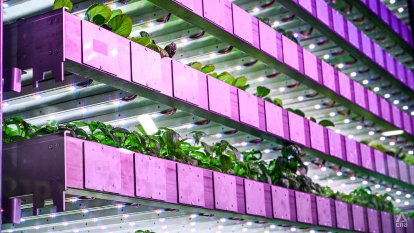 Sun, wind and rain on a tray: How the Scottish are finding food solutions using vertical farming