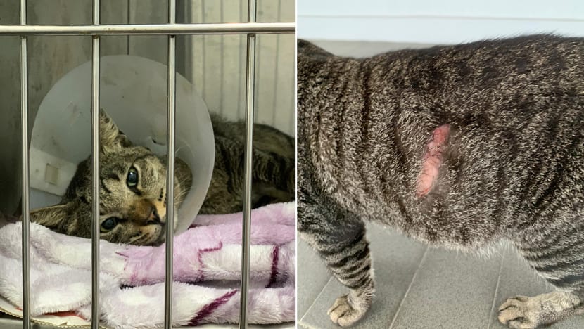 Ang Mo Kio cat slashings: 37-year-old man arrested, to be charged with animal cruelty