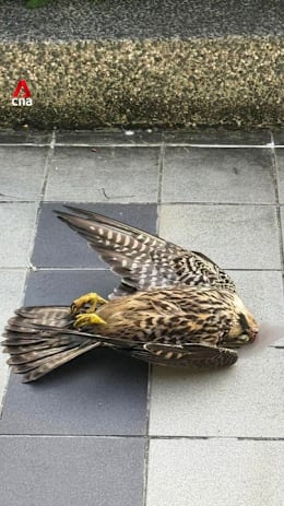 Bird deaths from building collisions on the rise as Singapore hotline logs record numbers