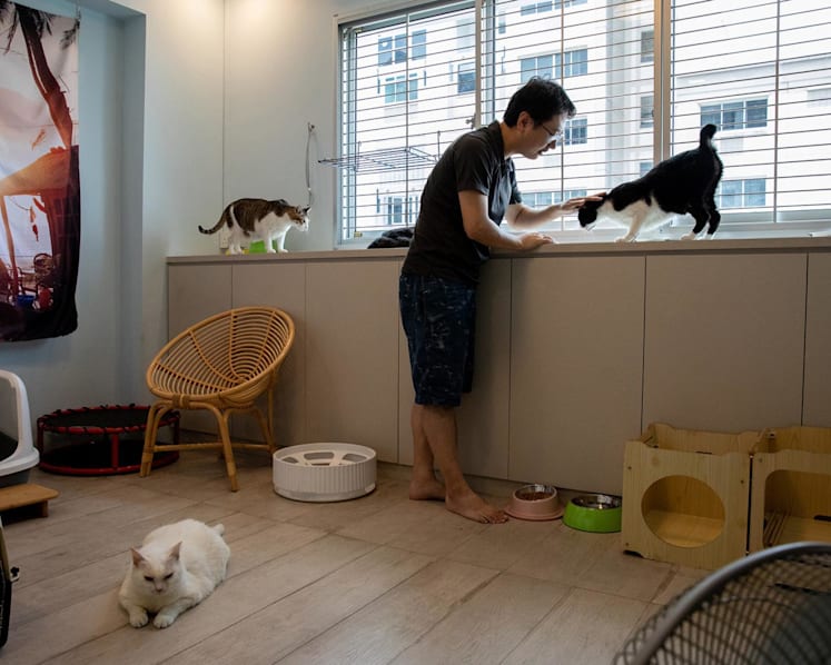 The Big Read in short: Allowing pet cats in HDB flats — what are the boons and bumps?