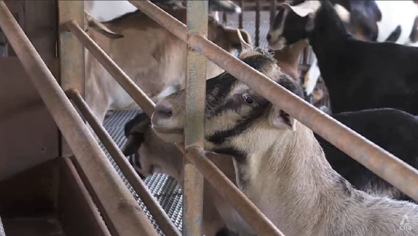 Singapore farms see damaged crops, depleted livestock yields from recent hotter weather Singapore farms see damaged crops, depleted livestock yields from recent hotter weather