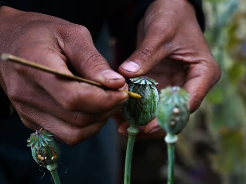 Myanmar overtakes Afghanistan as world's biggest opium producer: UN