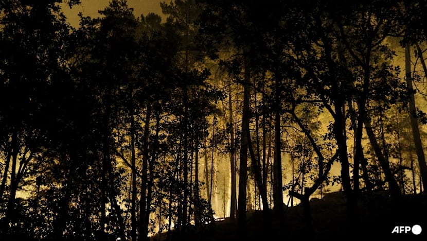 Planes fight fire in Fontainebleau forest near Paris