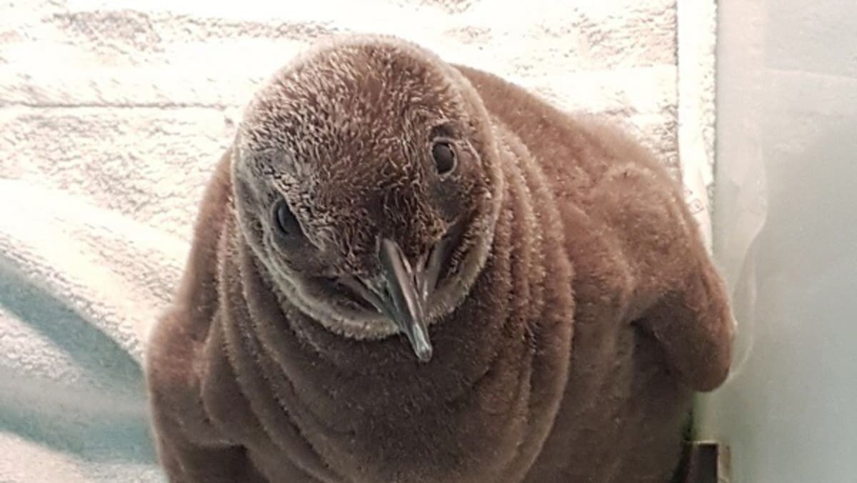 Jurong Bird Park welcomes first King Penguin in almost a decade - TODAY