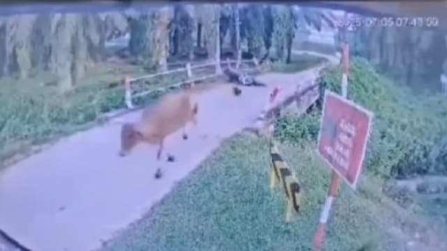 牛儿一脚踹飞摩托车 马国骑士坠桥伤重不治