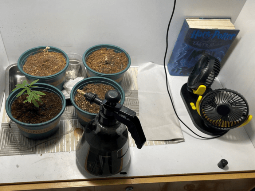 Pots of cannabis plants found in a residential unit in the vicinity of Yishun Avenue 3 during a raid conducted by the Central Narcotics Bureau (CNB) on May 16, 2024. 