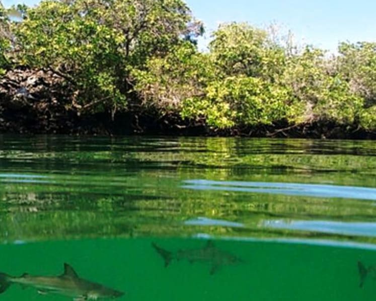 Protected areas cover a sixth of Earth's land and freshwater