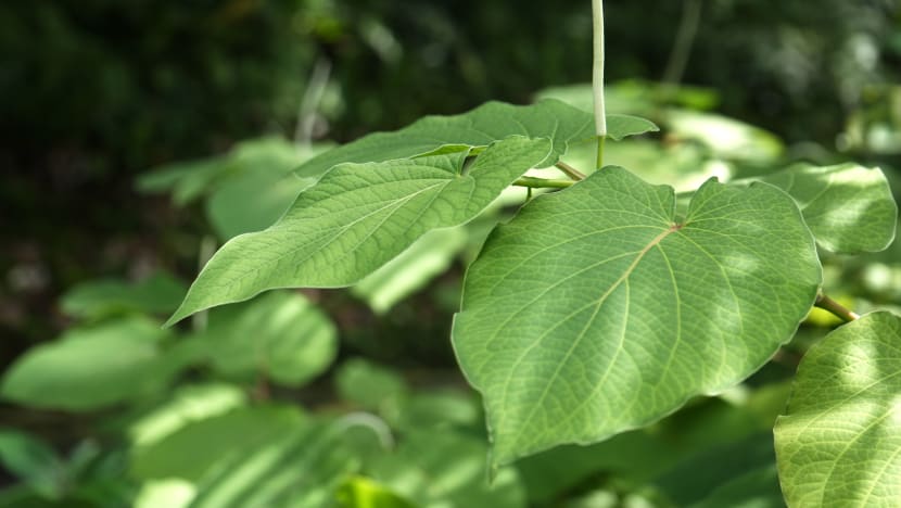 Related article image