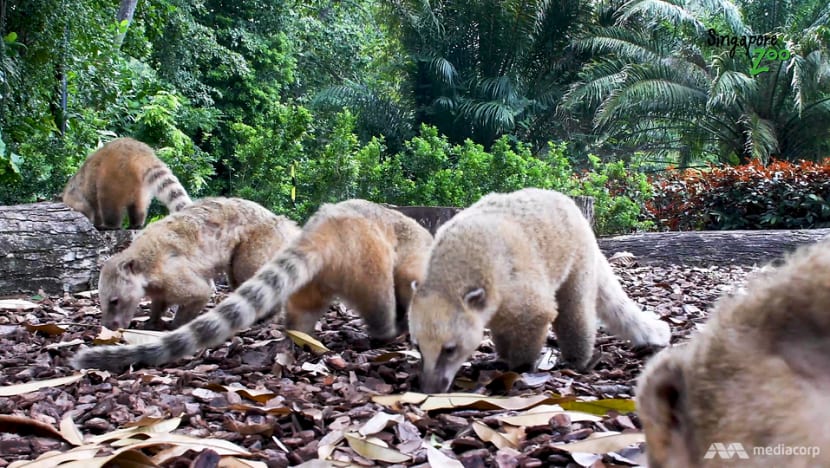 Here’s what the animals at the Singapore Zoo are getting up to while no one’s around during the circuit breaker Here’s what the animals at the Singapore Zoo are getting up to while no one’s around during the circuit breaker