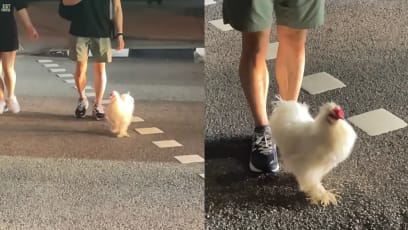 S'pore Pedestrians Help Confused-Looking Silkie Chicken To Cross Road Safely; May Have Saved It From Becoming Roadkill