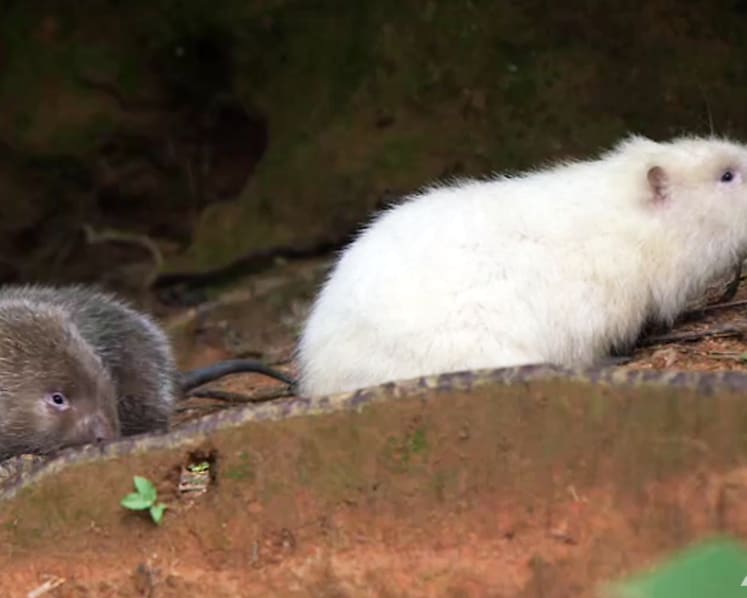 Bamboo rats – eco-friendly answer to growing appetites for meat?